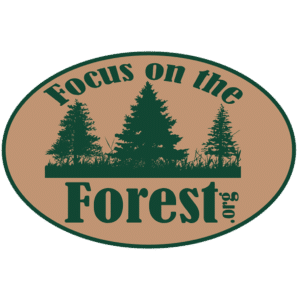 Focus on the Forest in Woodland Park, CO