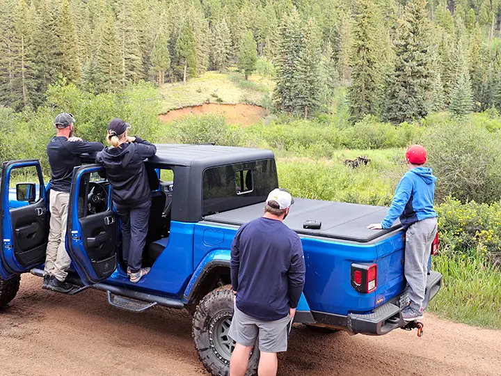 Jeep rental guests spotting Rocky Mountain wildlife during a guided off-road tour in Pike National Forest